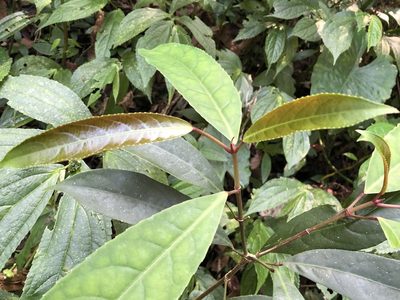 Staphylea formosana, photographed by 黃美滿