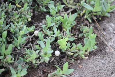 Spilanthes leiocarpa, photographed by Ruth Gutiérrez Oliveros