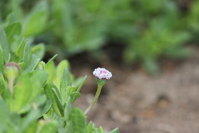 Spilanthes leiocarpa, photographed by Ruth Gutiérrez Oliveros