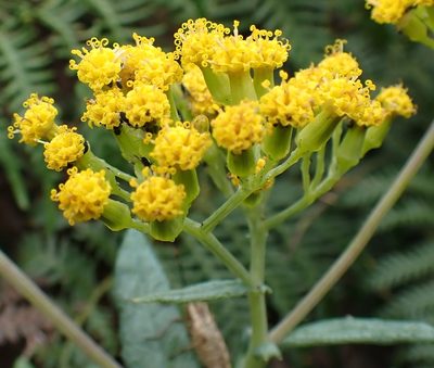 Senecio odoratus, photographed by corunastylis
