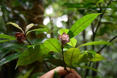 Psychotria urbaniana, photographed by Zac Peterson