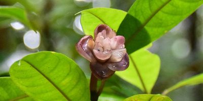 Psychotria urbaniana, photographed by Zac Peterson