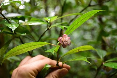 Psychotria urbaniana, photographed by Zac Peterson