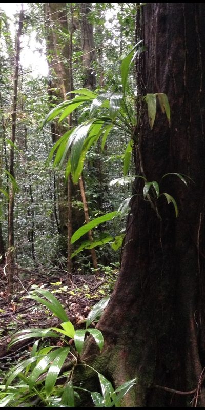 Asplundia rigida, photographed by Zac Peterson