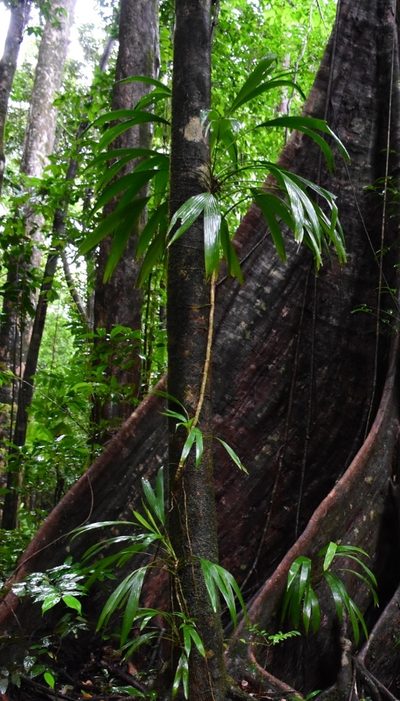 Asplundia rigida, photographed by Zac Peterson