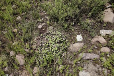 Pelargonium hypoleucum, photographed by Tony Rebelo