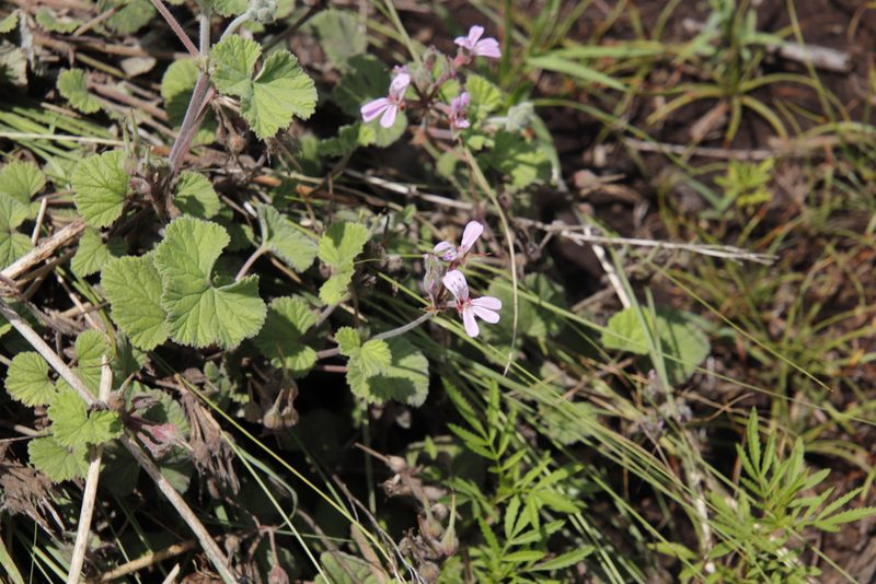 Pelargonium hypoleucum, photographed by Tony Rebelo