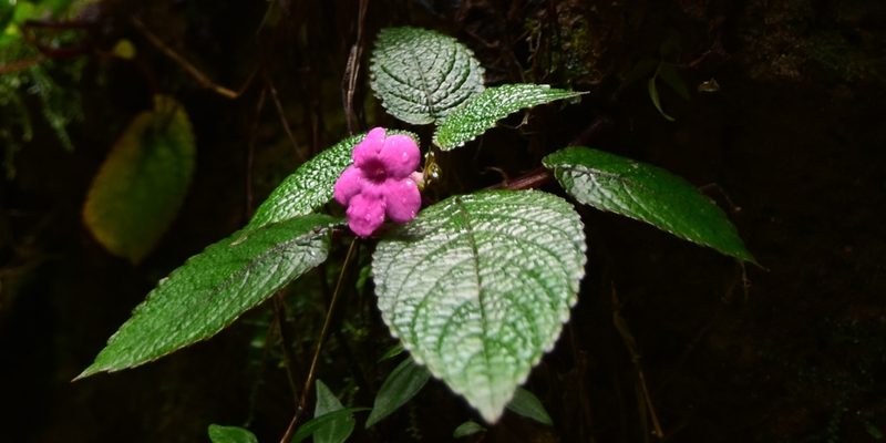 Chrysothemis melittifolia, photographed by Zac Peterson