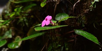 Chrysothemis melittifolia, photographed by Zac Peterson