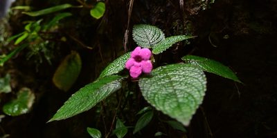 Chrysothemis melittifolia, photographed by Zac Peterson