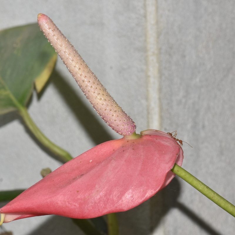 Anthurium andraeanum, photographed by Rejoice Gassah