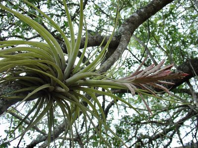 Tillandsia didisticha, photographed by Jean-Paul Boerekamps