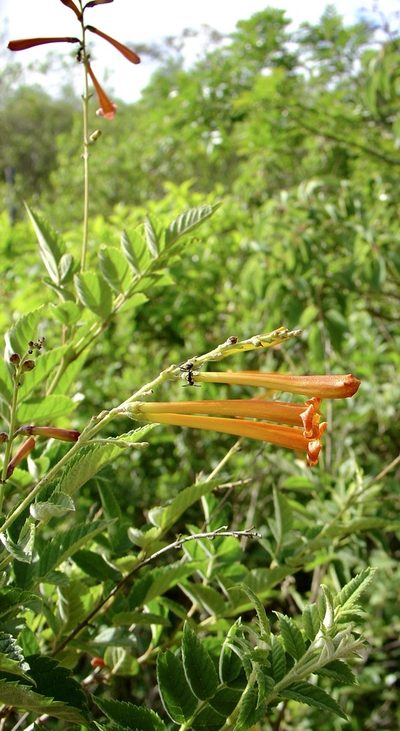 Tecoma tenuiflora, photographed by Jean-Paul Boerekamps