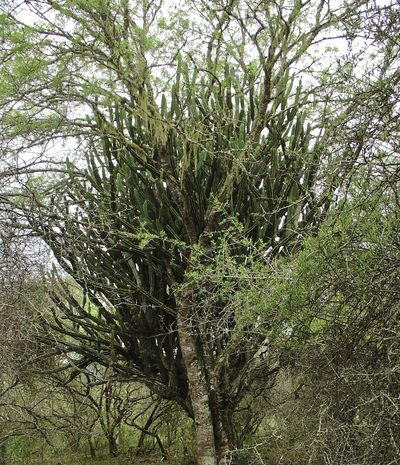 Cereus hankeanus, photographed by Jean-Paul Boerekamps