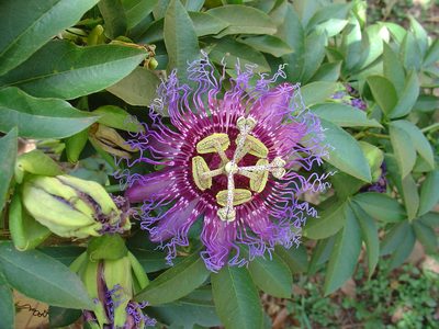 Passiflora cincinnata, photographed by Jean-Paul Boerekamps