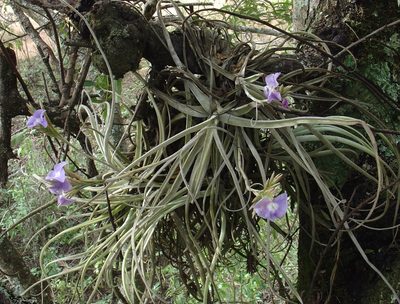 Tillandsia streptocarpa, photographed by Jean-Paul Boerekamps