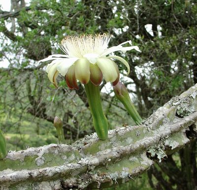 Cereus stenogonus, photographed by Jean-Paul Boerekamps