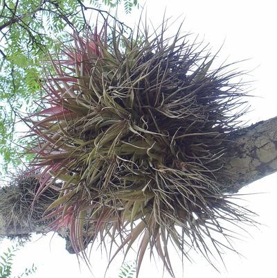 Tillandsia sphaerocephala, photographed by Jean-Paul Boerekamps
