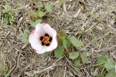 Pavonia glechomoides, photographed by Jean-Paul Boerekamps