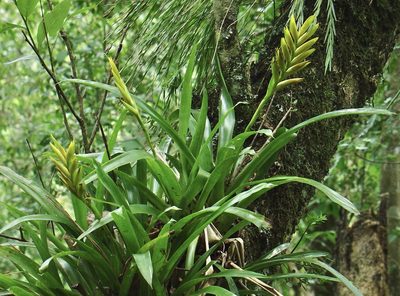 Vriesea maxoniana, photographed by Jean-Paul Boerekamps
