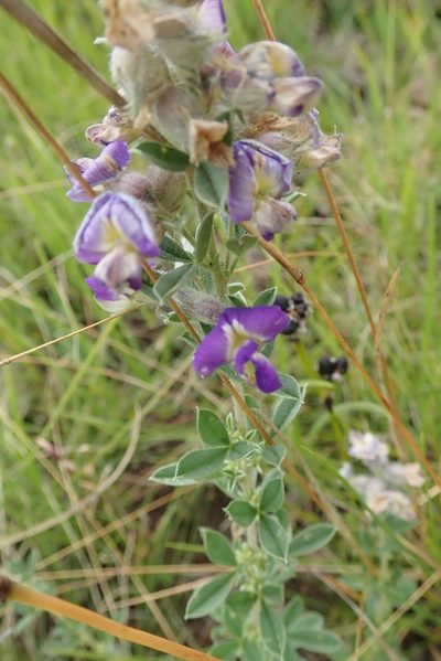 Lotononis pulchella, photographed by Peter Warren