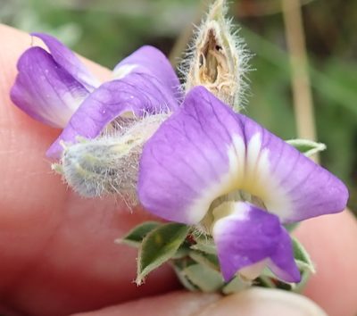 Lotononis pulchella, photographed by Peter Warren
