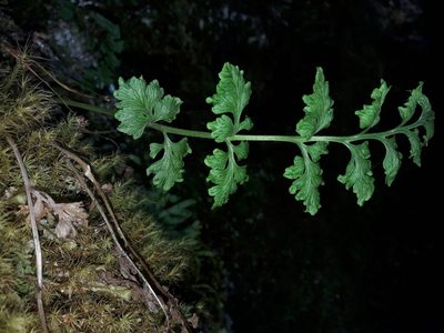 Cystopteris tasmanica, photographed by naturewatchwidow
