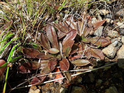 Plantago novae-zelandiae, photographed by naturewatchwidow
