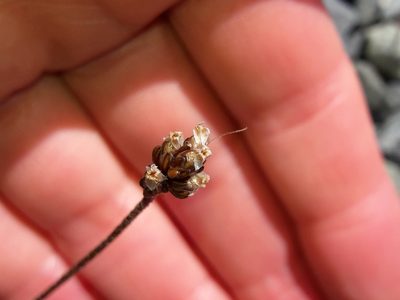 Plantago novae-zelandiae, photographed by naturewatchwidow