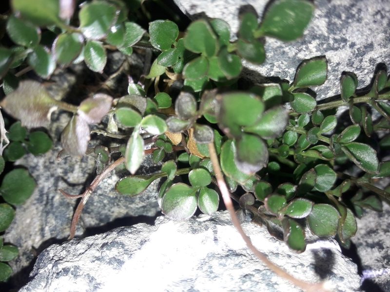 Cardamine eminentia, photographed by naturewatchwidow