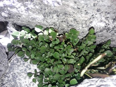 Cardamine eminentia, photographed by naturewatchwidow