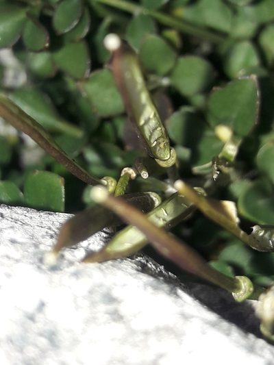 Cardamine eminentia, photographed by naturewatchwidow