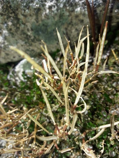 Cardamine eminentia, photographed by naturewatchwidow