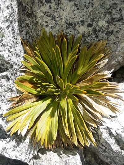 Aciphylla crosby-smithii, photographed by naturewatchwidow