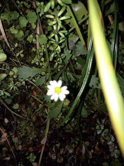 Brachyscome radicata, photographed by naturewatchwidow