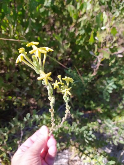 Lyperia lychnidea, photographed by Kim Gordon