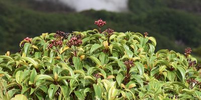 Miconia corymbosa, photographed by Zac Peterson