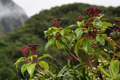 Miconia corymbosa, photographed by Zac Peterson