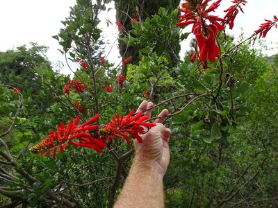 Erythrina humeana, photographed by Shaun Swanepoel