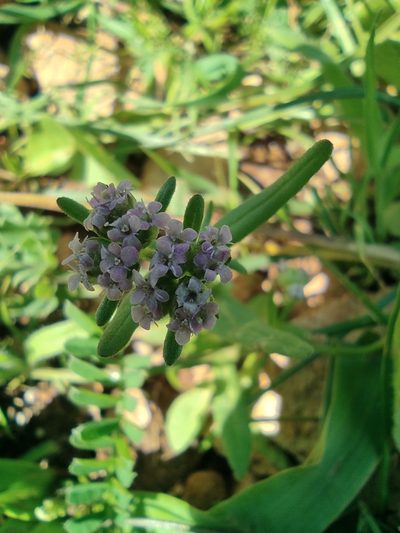 Valeriana vesicaria, photographed by Aryeh
