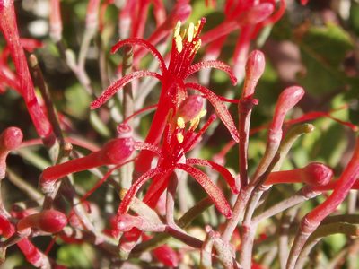 Psittacanthus sonorae, photographed by Steven Bodzin