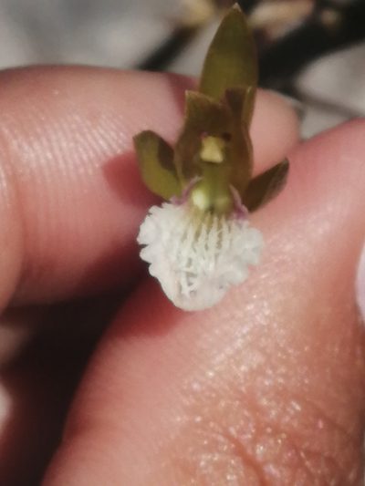Eulophia lamellata, photographed by sharndreheuvel