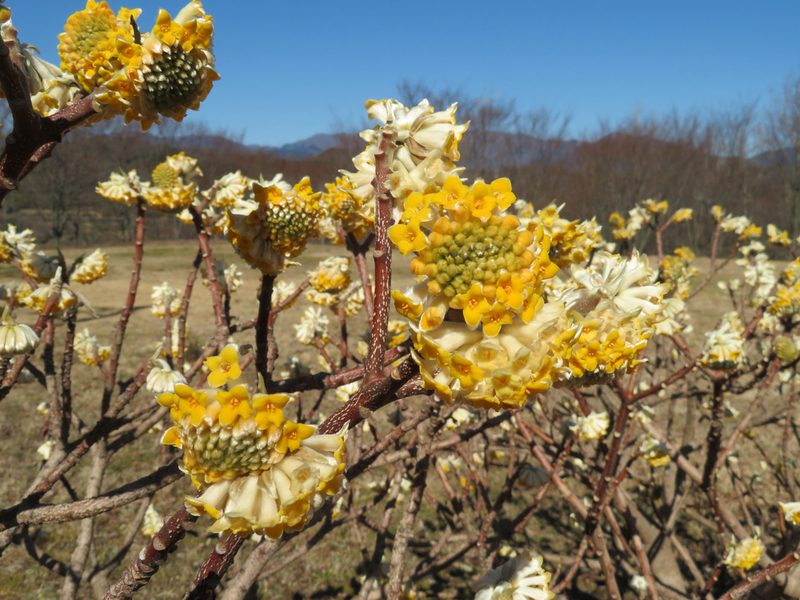 Edgeworthia chrysantha, photographed by Marco Mussita