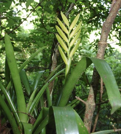 Vriesea maxoniana, photographed by Jean-Paul Boerekamps
