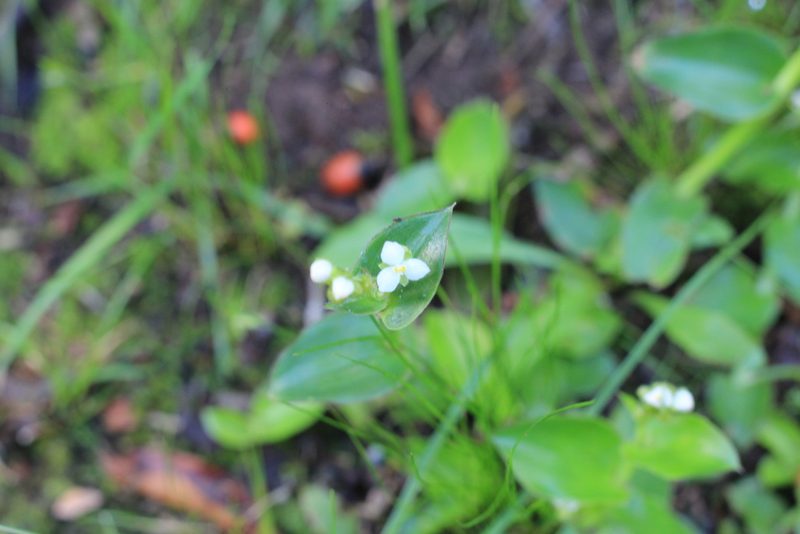 Tripogandra glandulosa, photographed by Romi Galeota Lencina