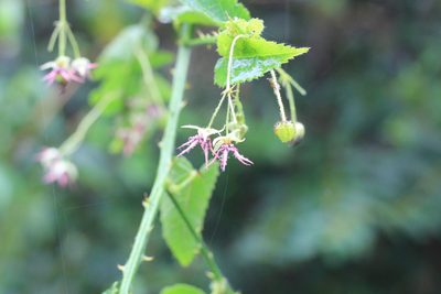 Ayenia urticifolia, photographed by Romi Galeota Lencina