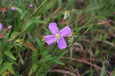 Chaetogastra nitida, photographed by Romi Galeota Lencina