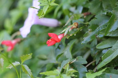 Camptosema rubicundum, photographed by Romi Galeota Lencina