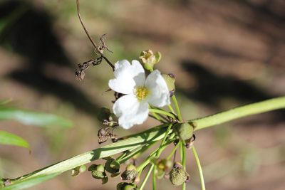 Aquarius grandiflorus