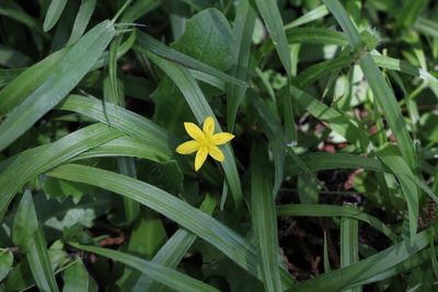 Hypoxis decumbens, photographed by Romi Galeota Lencina